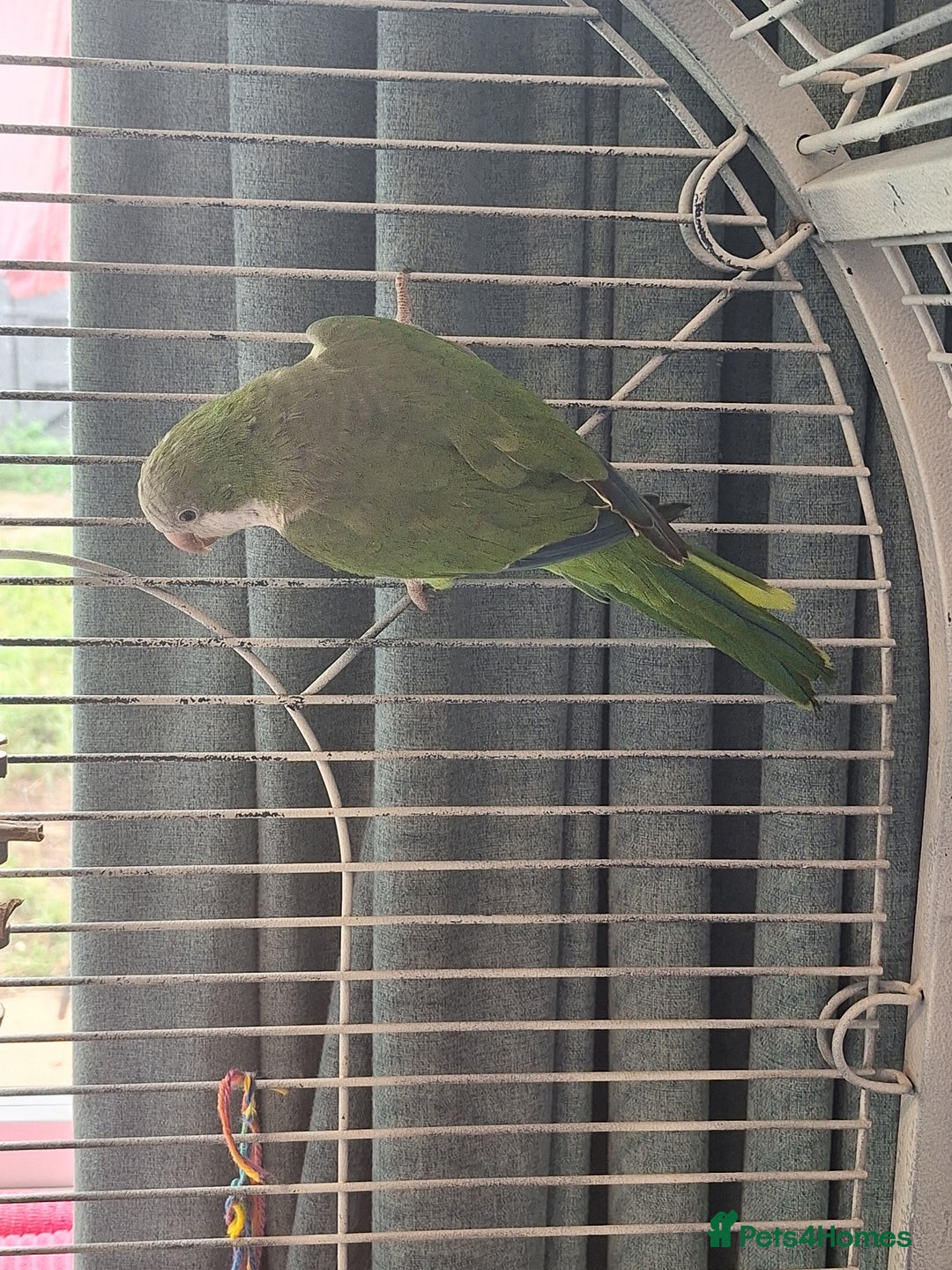 Parrots birds for sale: Quaker parrot for sale - Advert 4