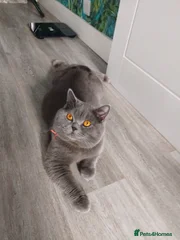 Bluey