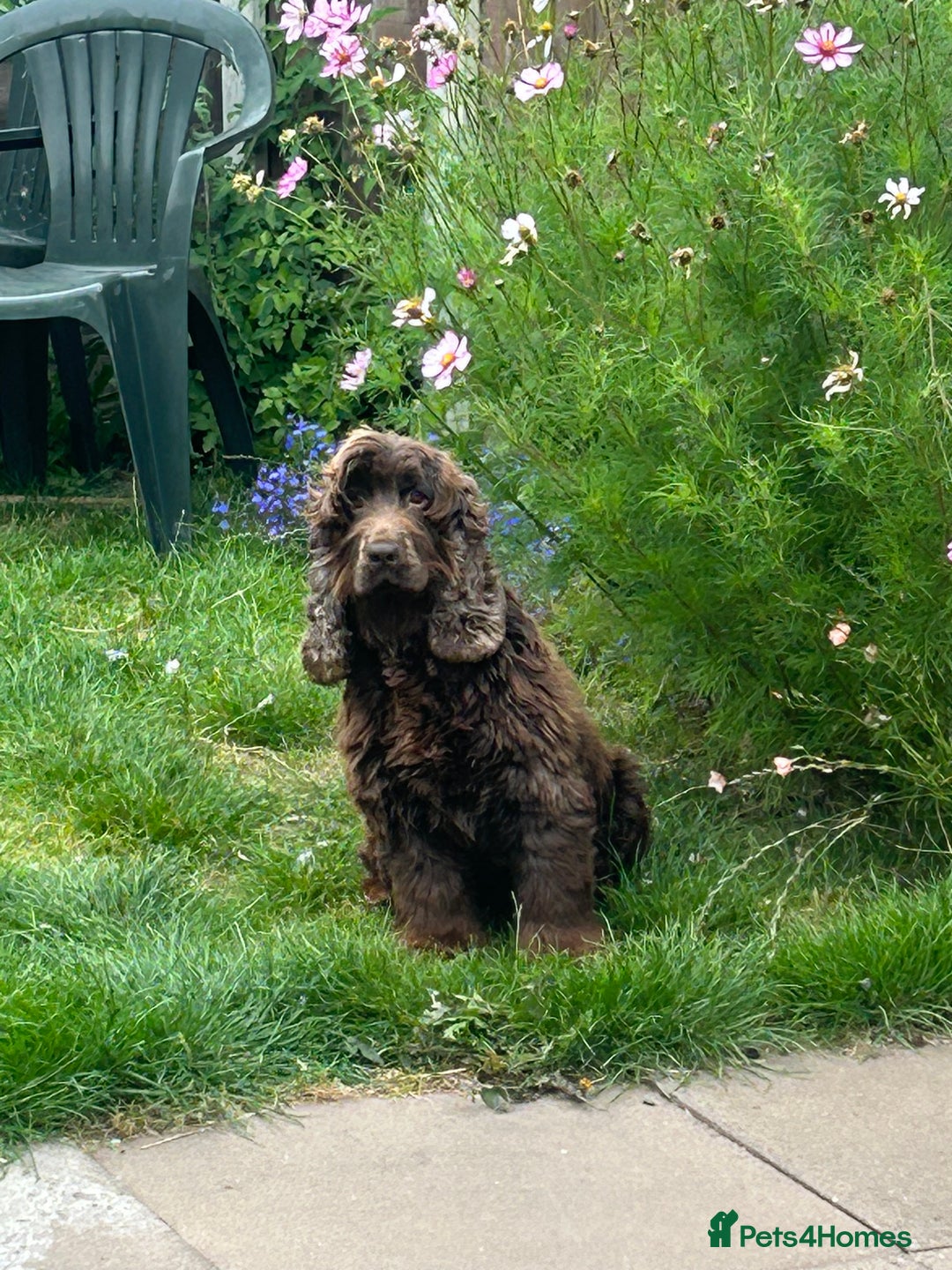Cocker Spaniel dogs for sale: 🐾🐶 SHOW TYPE COCKER SPANIELS🐶🐾 - Image 34
