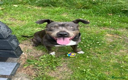 Mixed Breed dogs for sale: Cane Corso Cross Staffy - Image 7