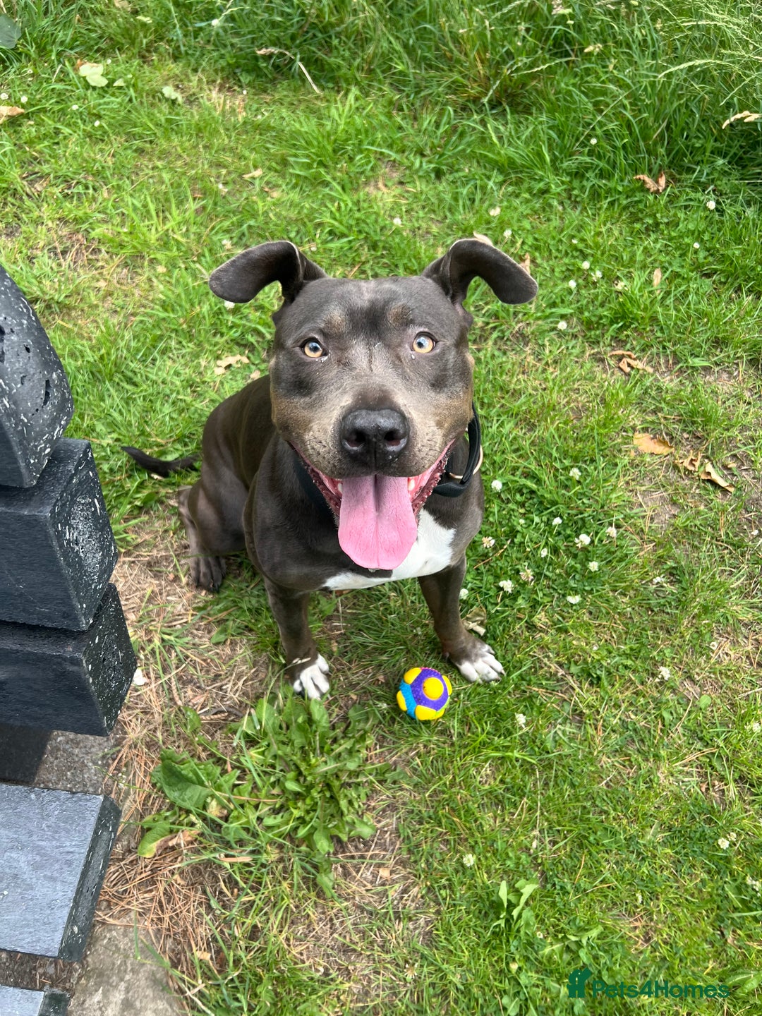 Mixed Breed dogs for sale: Cane Corso Cross Staffy - Image 7
