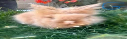 Lionhead rabbits for sale: Lionhead rabbits for sale  - Advert 3
