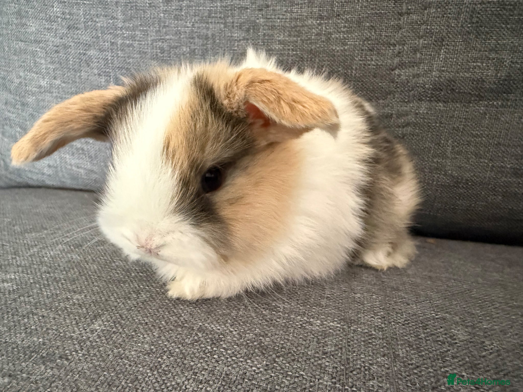 Mini Lop rabbits Pure mini lops  - Advert 14