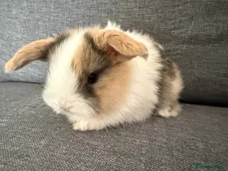 Mini Lop rabbits Pure mini lops - Advert 14