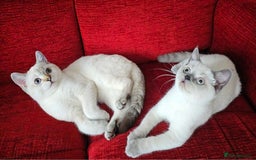 Scottish Fold cats for sale: 😻SF pedigree TICA 😸 READY TO LEAVE😸 - Image 1