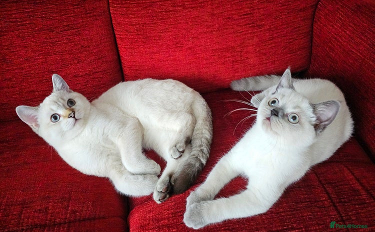 Scottish Fold cats - Advert 1