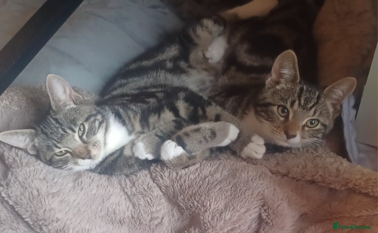 Mixed Breed cats - Advert 14