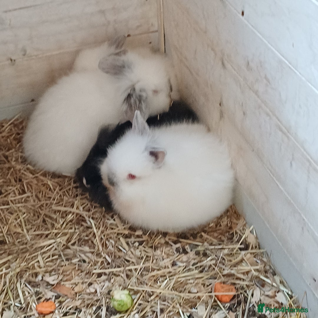 Lionhead rabbits for sale: Baby lion lop bunnies for sale  - Advert 5