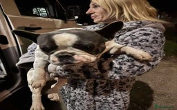 French Bulldog dogs for adoption: Rescue dog Herb is available for adoption - Image 3