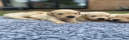 Golden Retriever dogs for sale: 🤍Cream / Platinum Golden Retriever Pups 🤍 - Advert 12