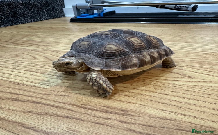 Tortoise reptiles - Advert 3