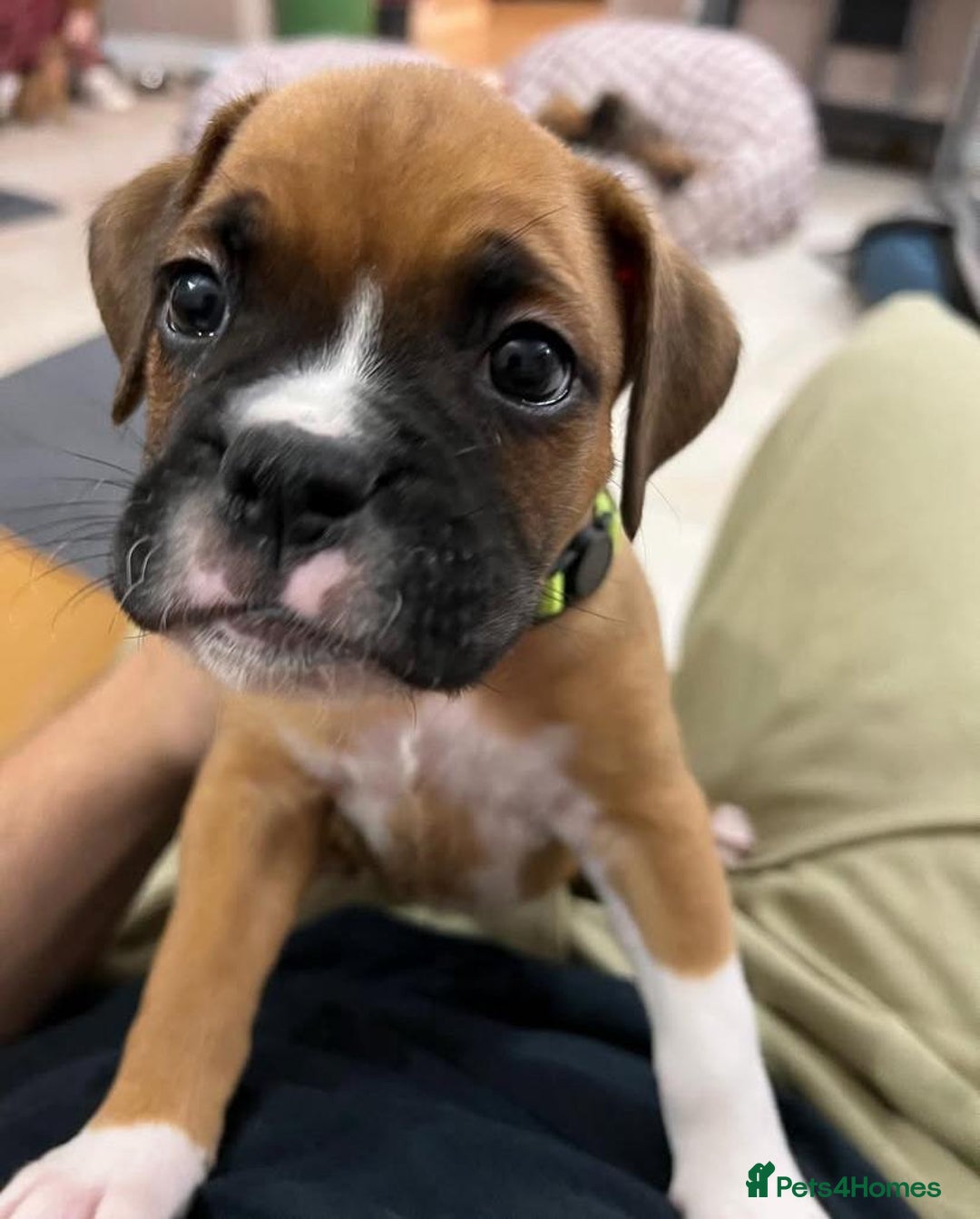 Boxer dogs for sale: STUNNING BOXER PUPPIES - Advert 4