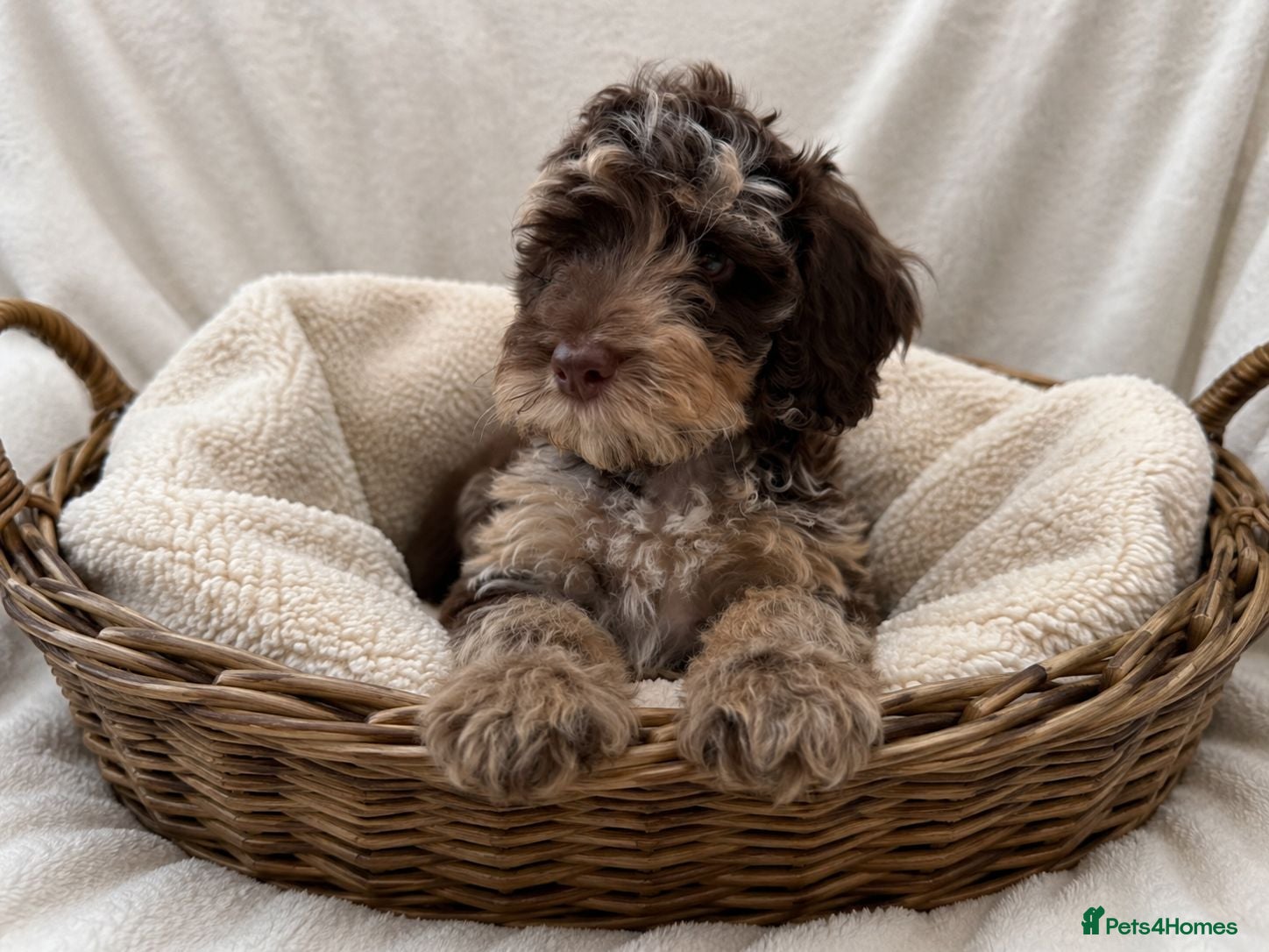 Cockapoo dogs F2 Cockapoo Puppies  PRA CLEAR - Advert 17