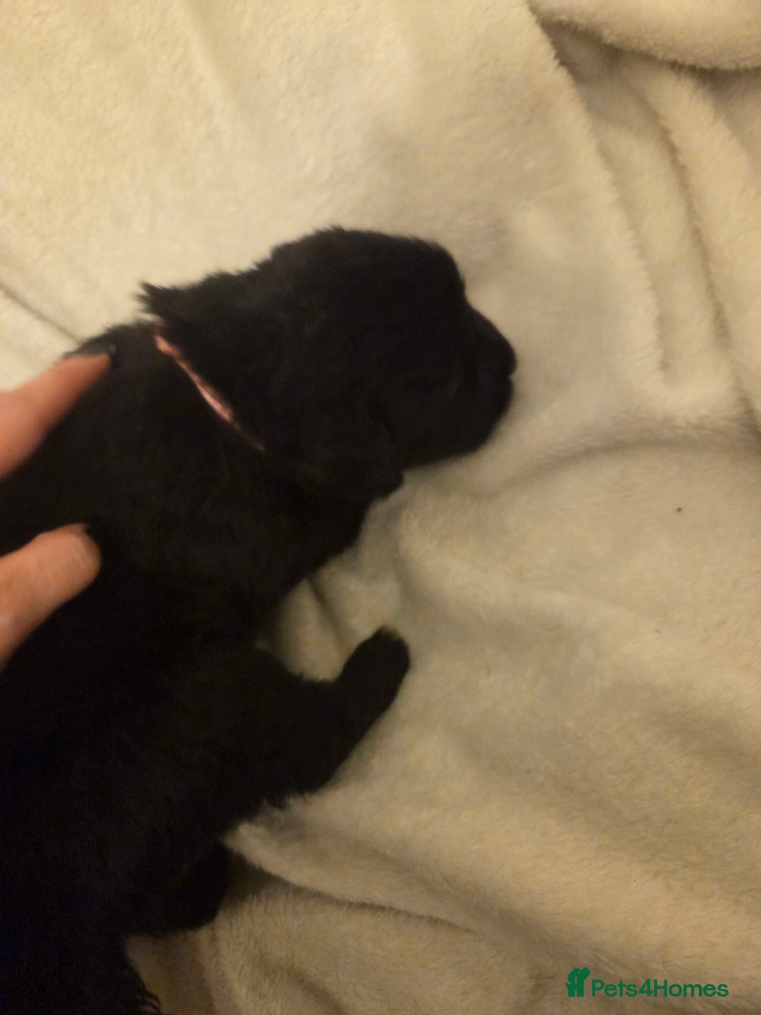 Mixed Breed dogs for sale: Gorgeous St Bernewfie Puppies - Advert 8