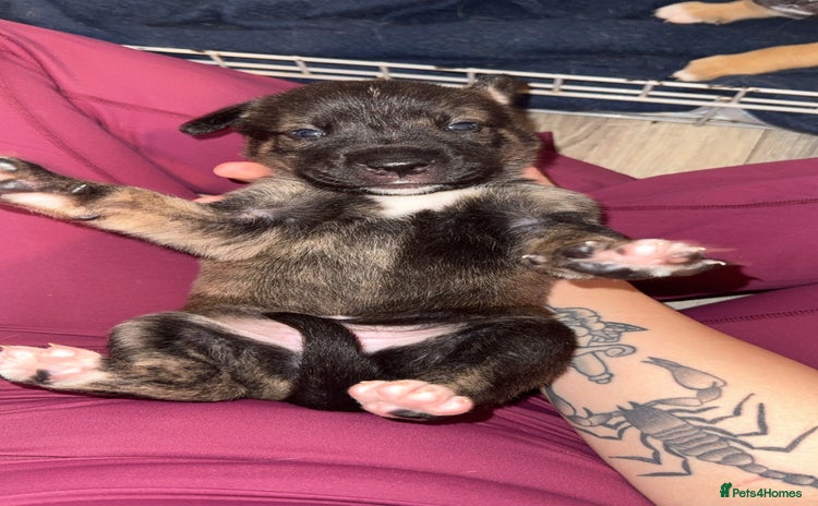 Mixed Breed dogs - Advert 14