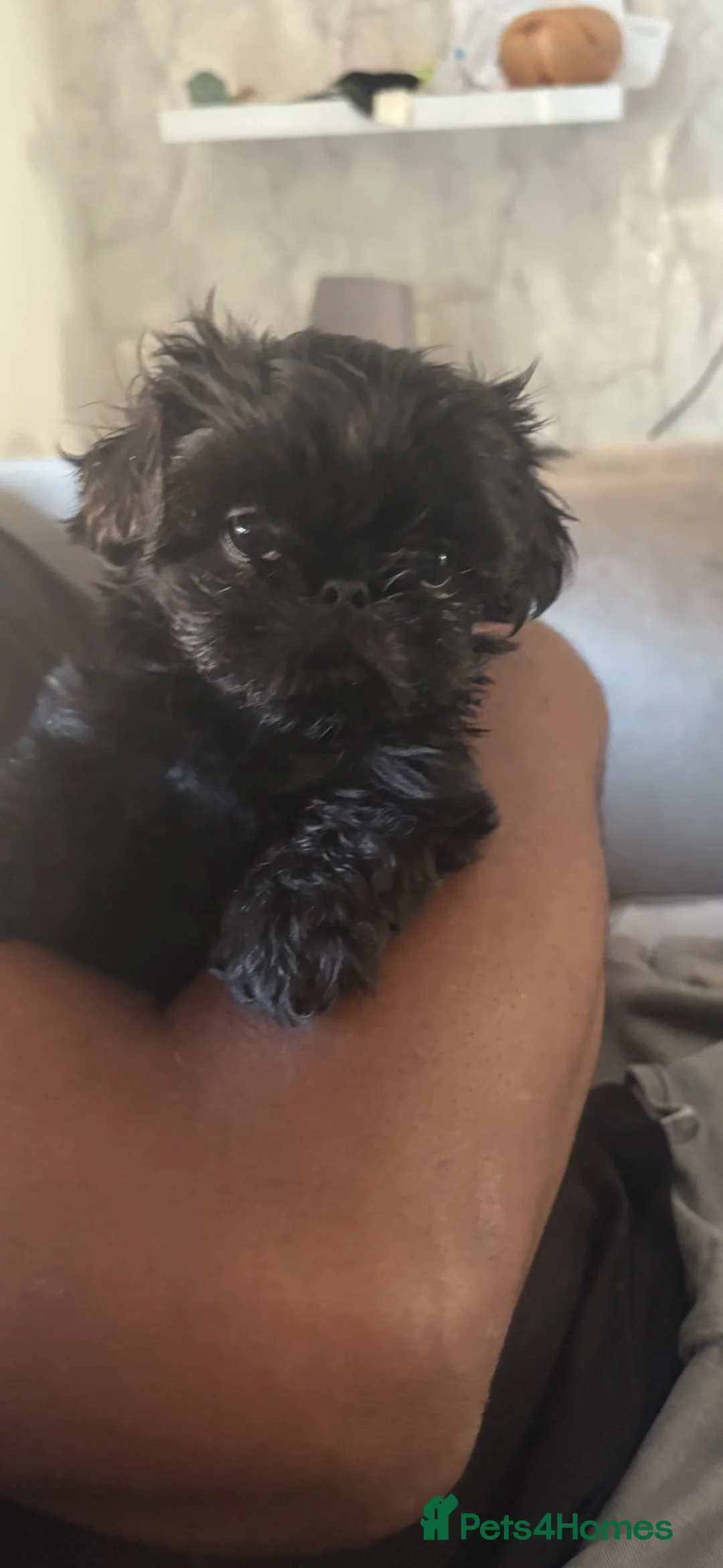 Shih Tzu dogs for sale: 4 Beautiful Shih Tzu Puppies - Advert 2