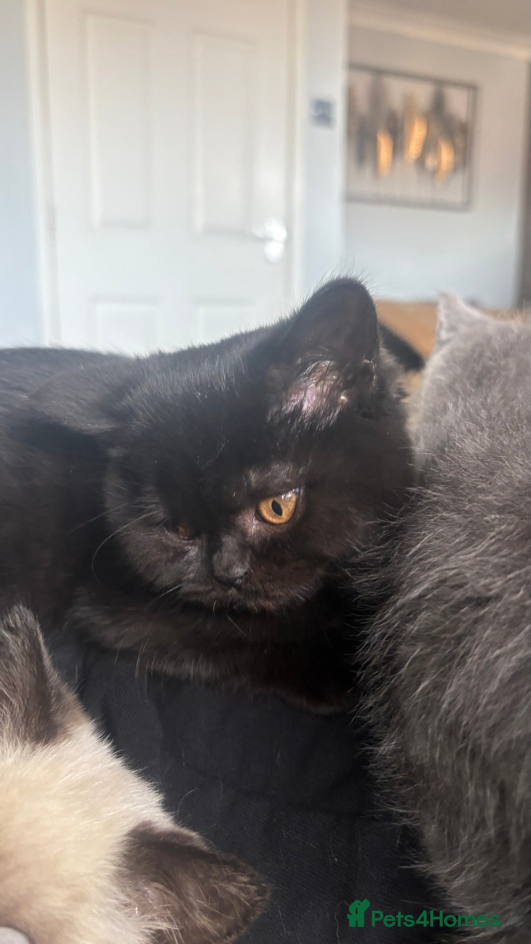 British Shorthair cats for sale: GCCF Registered 5 Generation British Shorthair - Advert 30