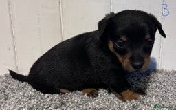 Lancashire Heeler dogs for sale: Lancashire Heelers - Image 24