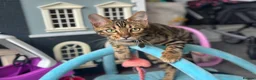 Bengal cats for sale: Male and female Bengal  - Advert 8
