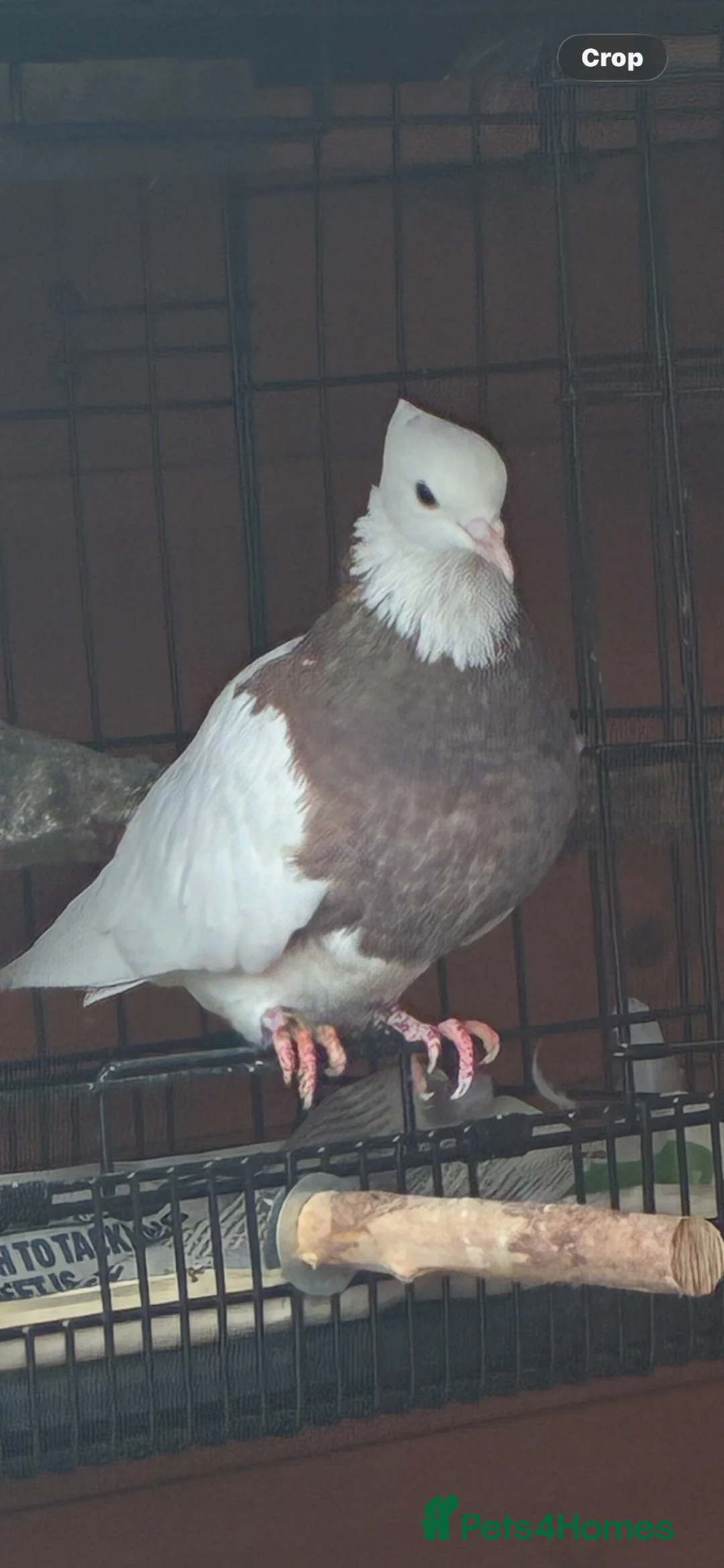 Pigeons birds for sale: Pigeon  - Advert 1
