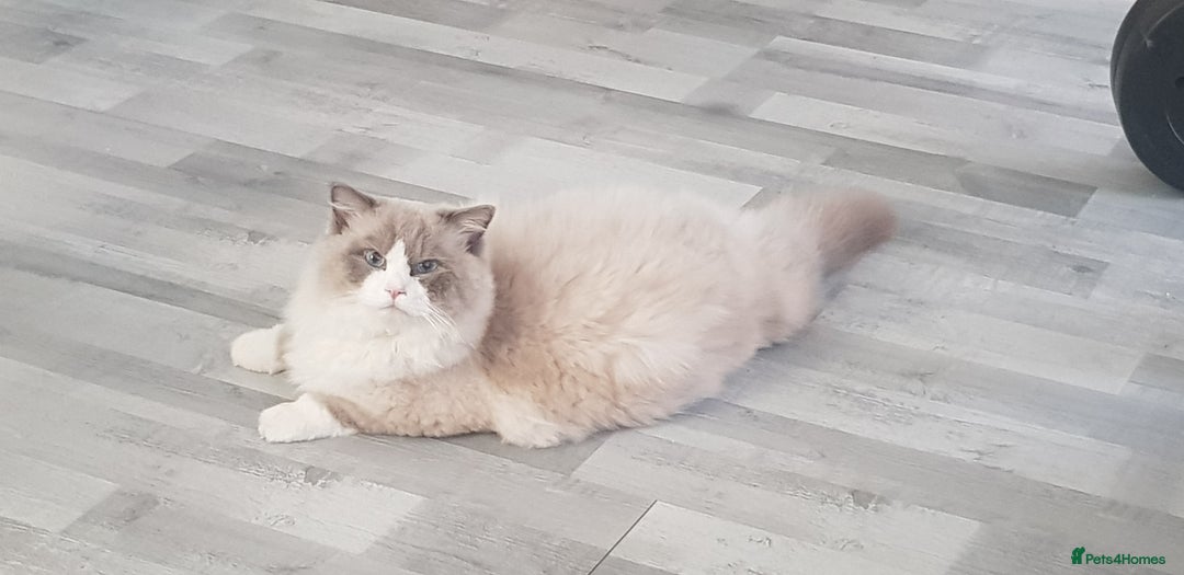 Ragdoll cats for stud: Charles - TICA and Gccf registered active boy  in Bournemouth - Image 6