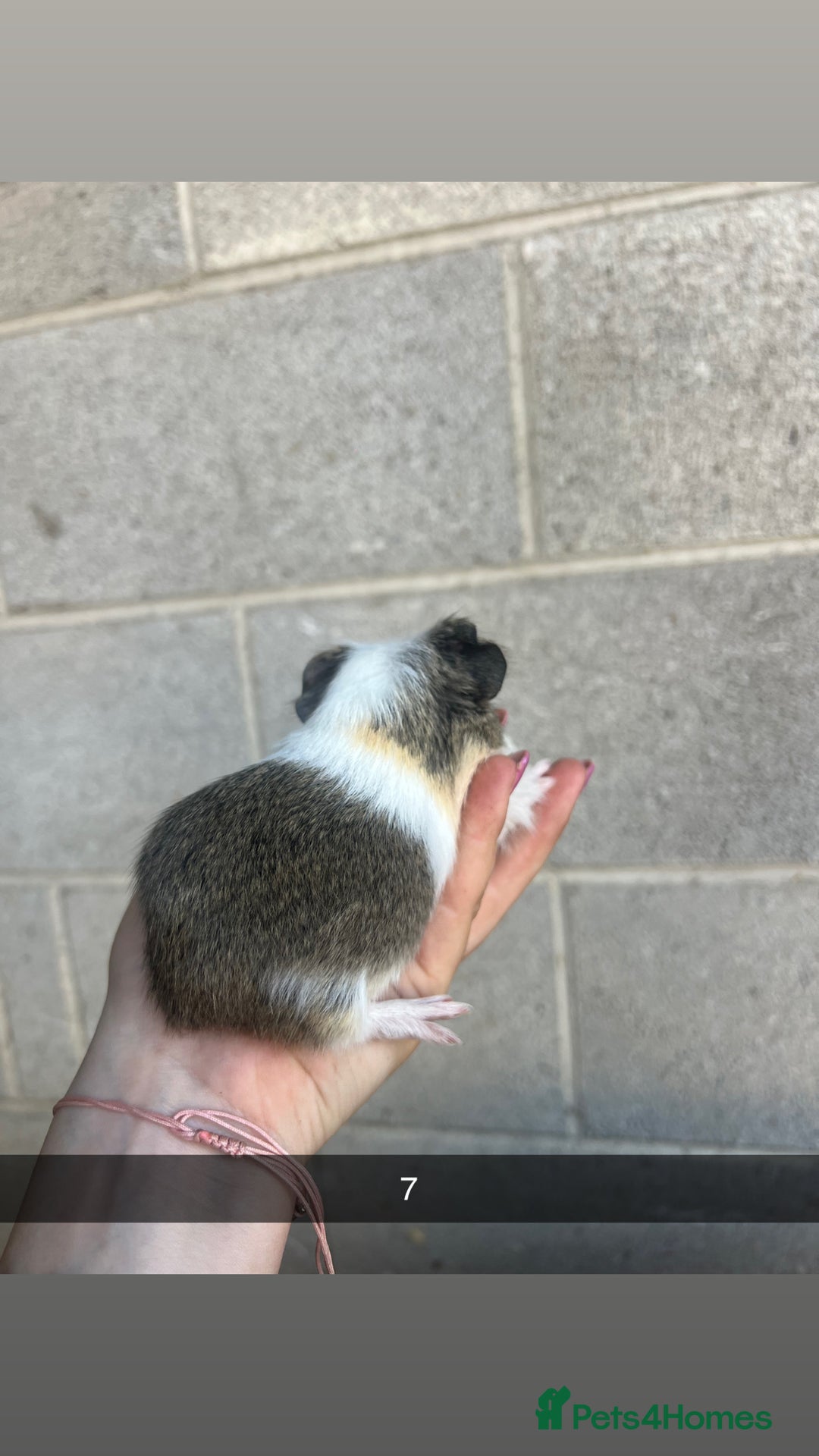 Guinea Pig rodents for sale: Lovely guinea pigs looking for their new homes!  - Image 20