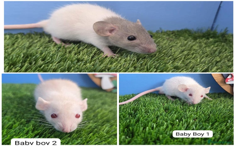 Rat rodents - Advert 1