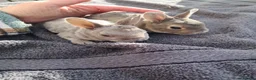 Rex rabbits for sale: Pure breed mini rex - Advert 12