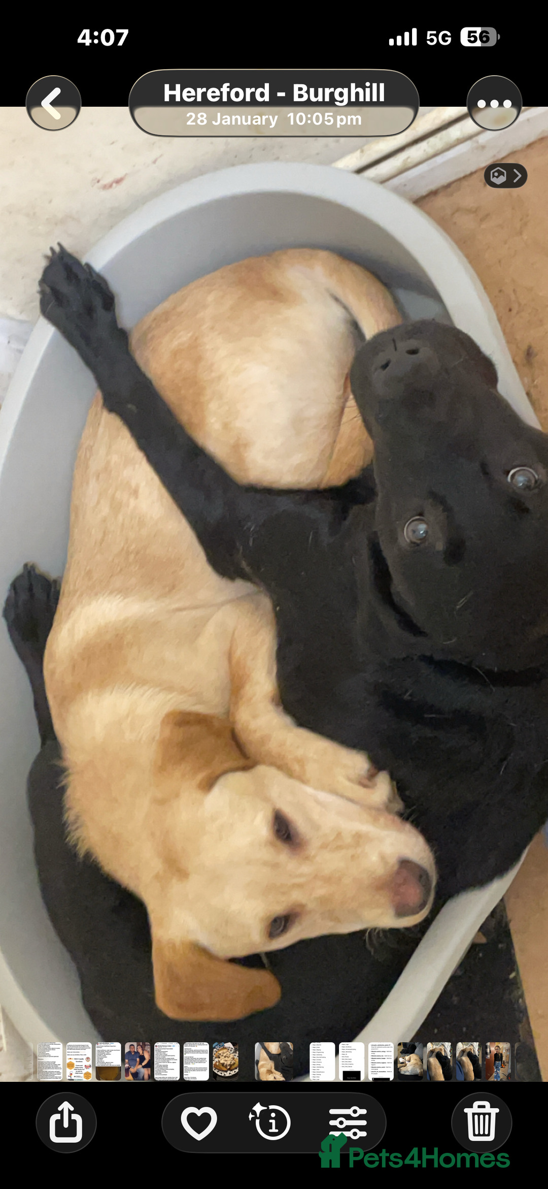 Labrador Retriever dogs for sale: Mum and son need to be rehomed hopefully together - Advert 6