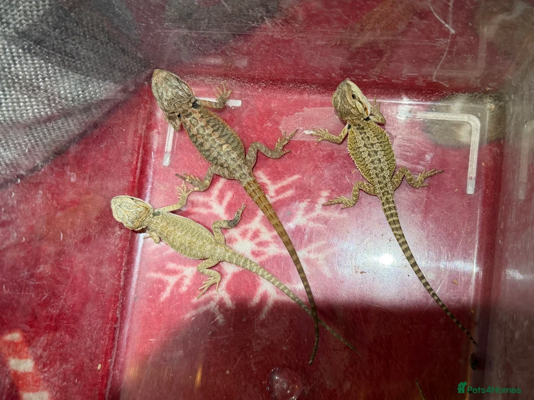 Bearded Dragon reptiles for sale: Baby bearded dragons  in Grays - Advert 1