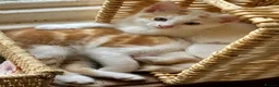 Mixed Breed cats for sale: Lovely, friendly kittens - Advert 9