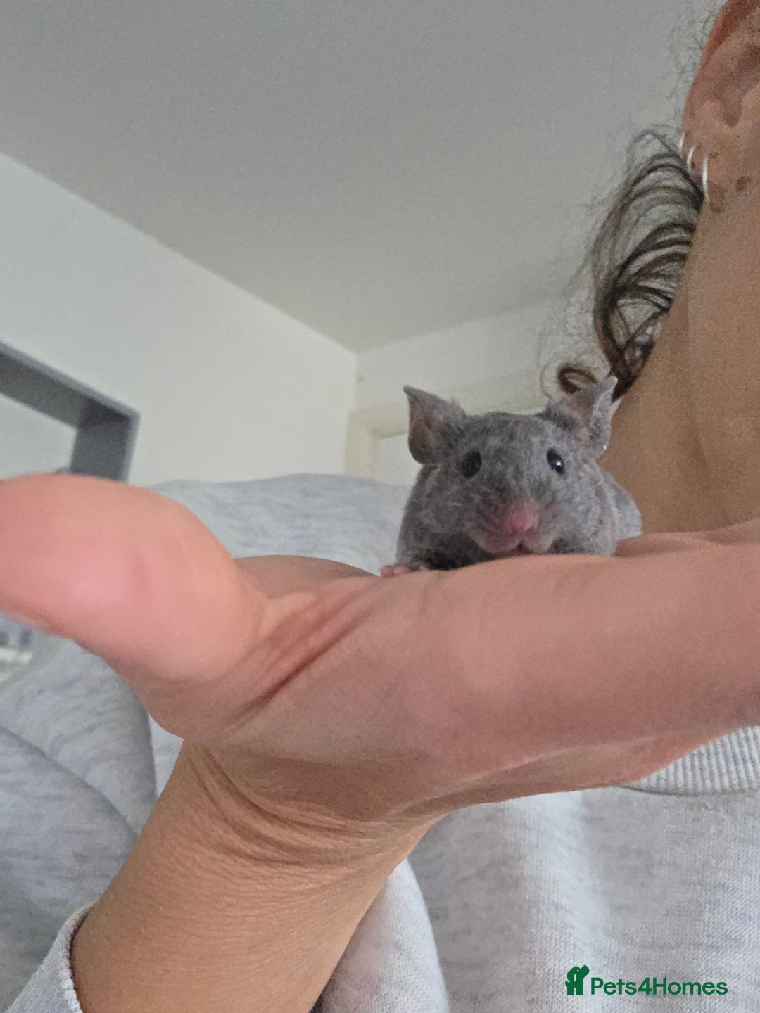 Mouse rodents for sale: 2 boys available  - Advert 5