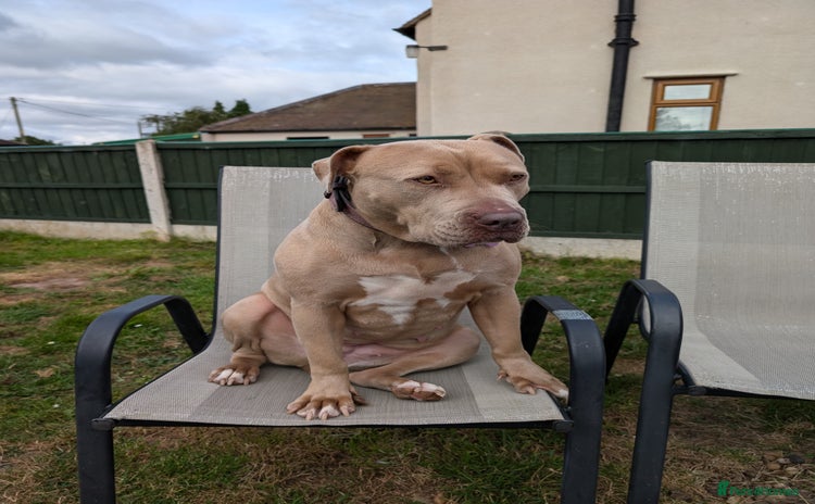 Mixed Breed dogs - Advert 10