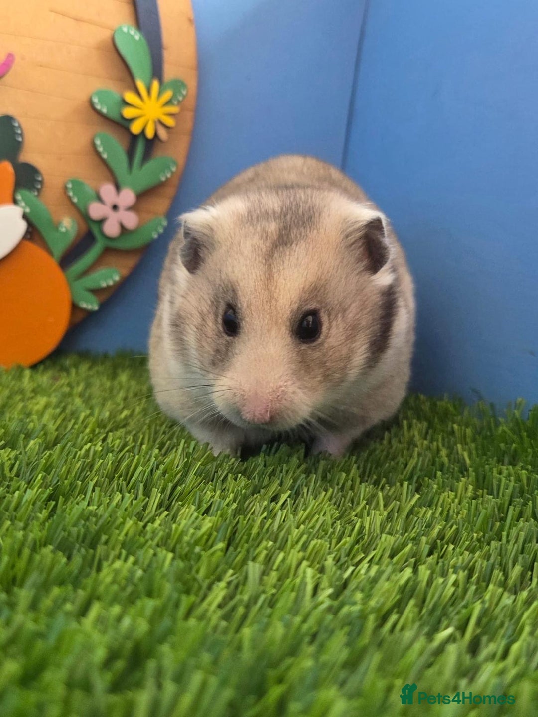 Hamster rodents for sale: Pedigree Syrian Hamster Female  - Advert 2