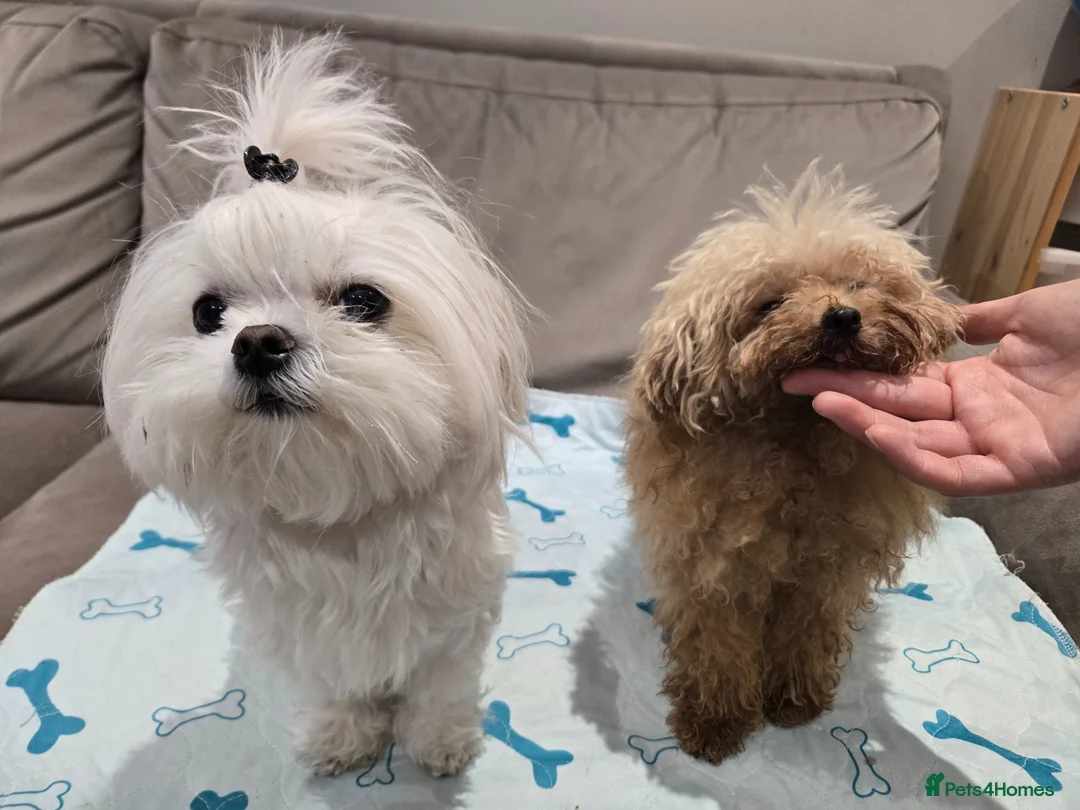 Maltipoo dogs for sale: 1 kg F1🎀Maltipoo 🎀KC parents - Advert 2