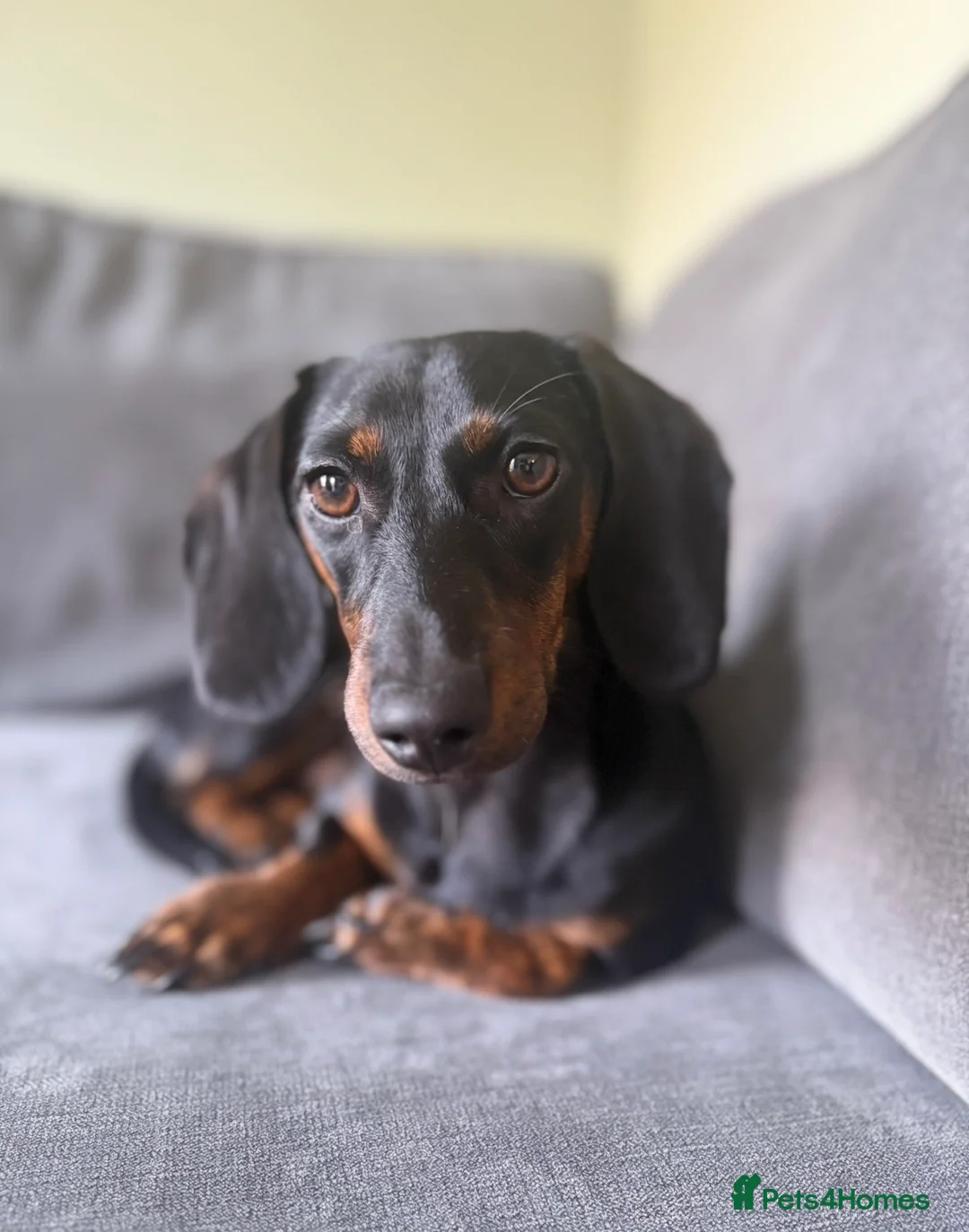 Miniature Dachshund dogs for sale:  Miniature Dachshund - Advert 1