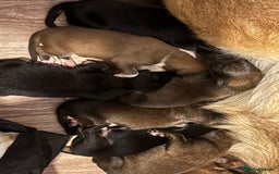 Mixed Breed dogs for sale: German shepherd x whippet  - Image 14