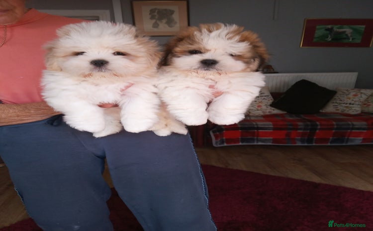 Lhasa Apso dogs - Advert 1