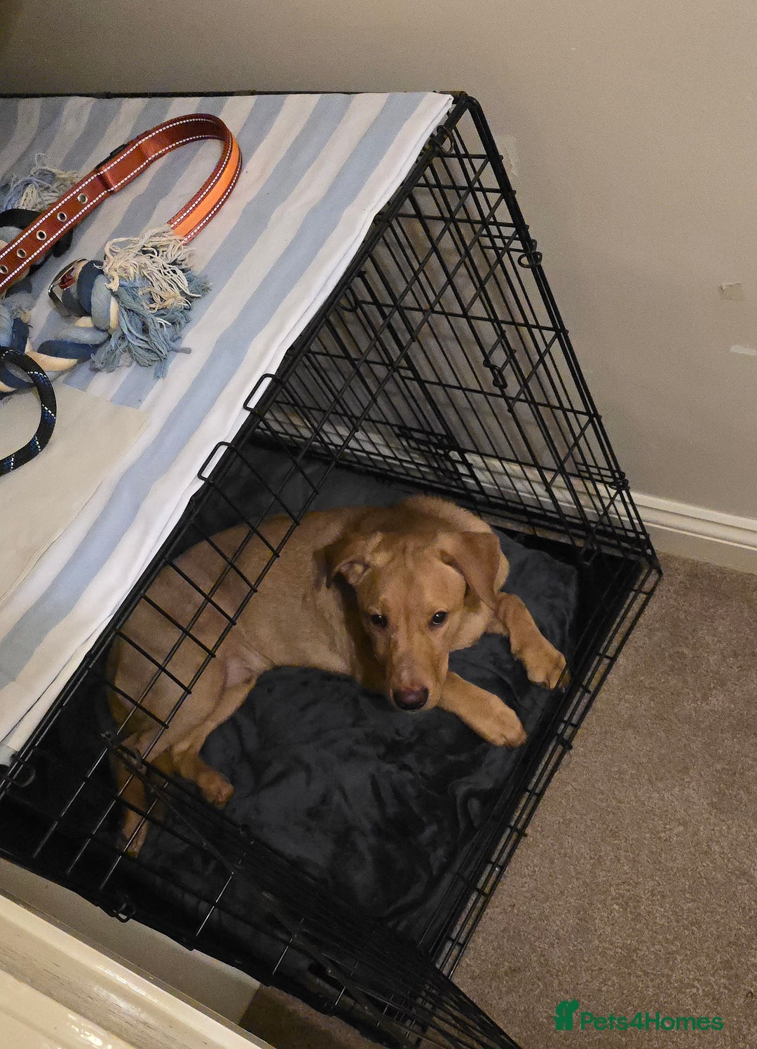 Labrador Retriever dogs for sale:  Wonderful KC registered Fox Red Labrador Puppy - Advert 14