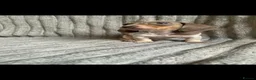 Miniature Dachshund dogs for sale: Dachshund pups - ready next week - Advert 7