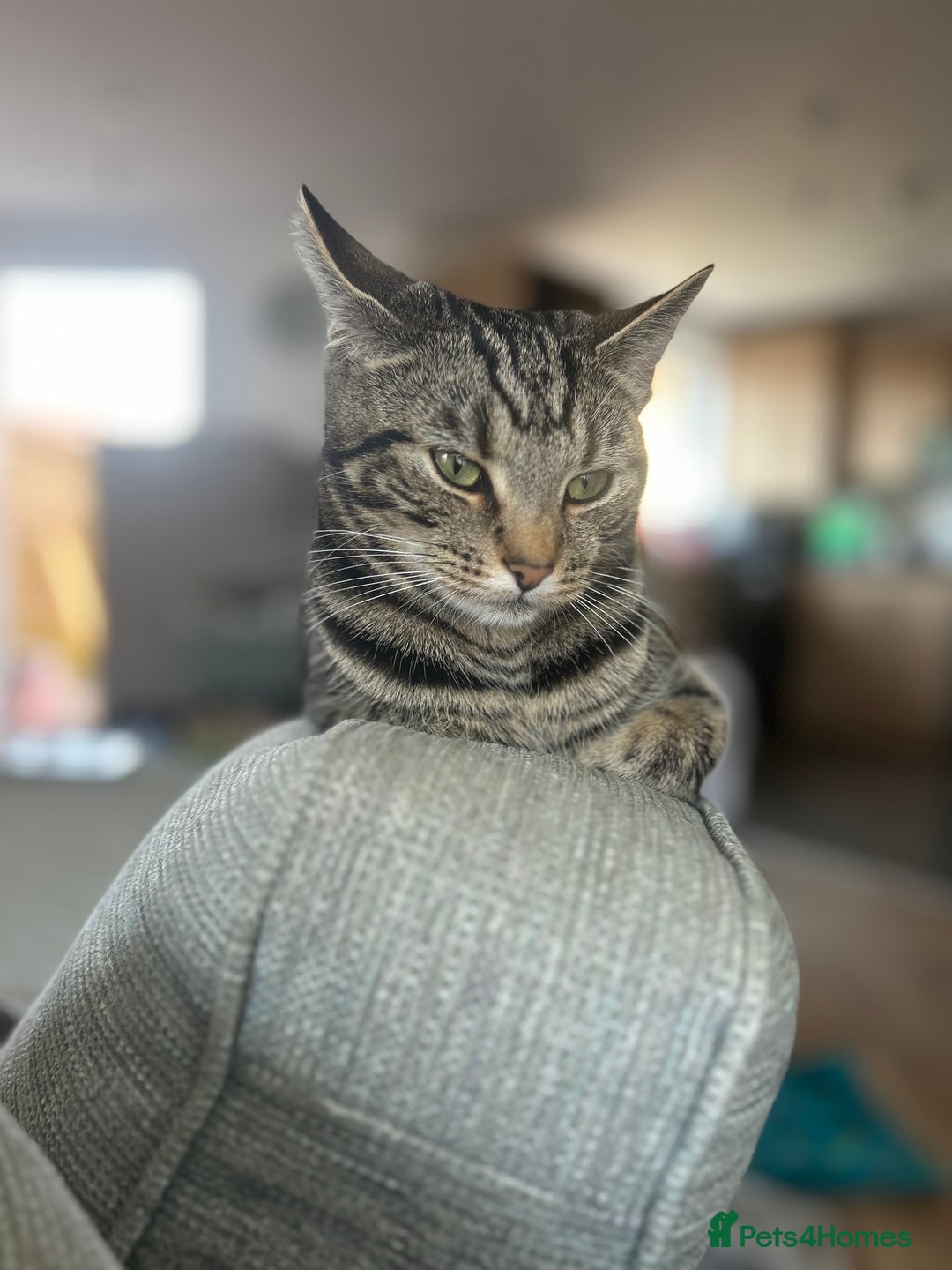 Domestic Shorthair cats for sale: 3 gorgeous kittens  - Advert 2