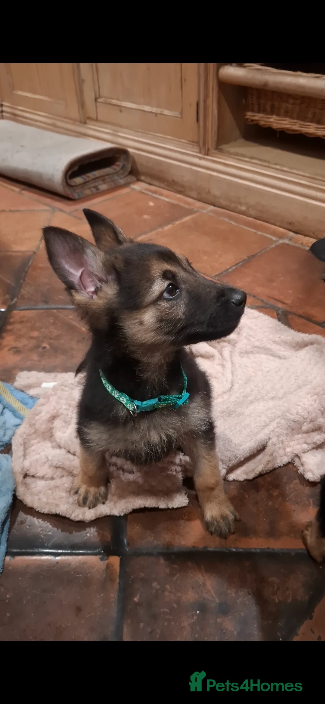 Mixed Breed dogs for sale: Belguim Malinois Puppies  - Advert 2