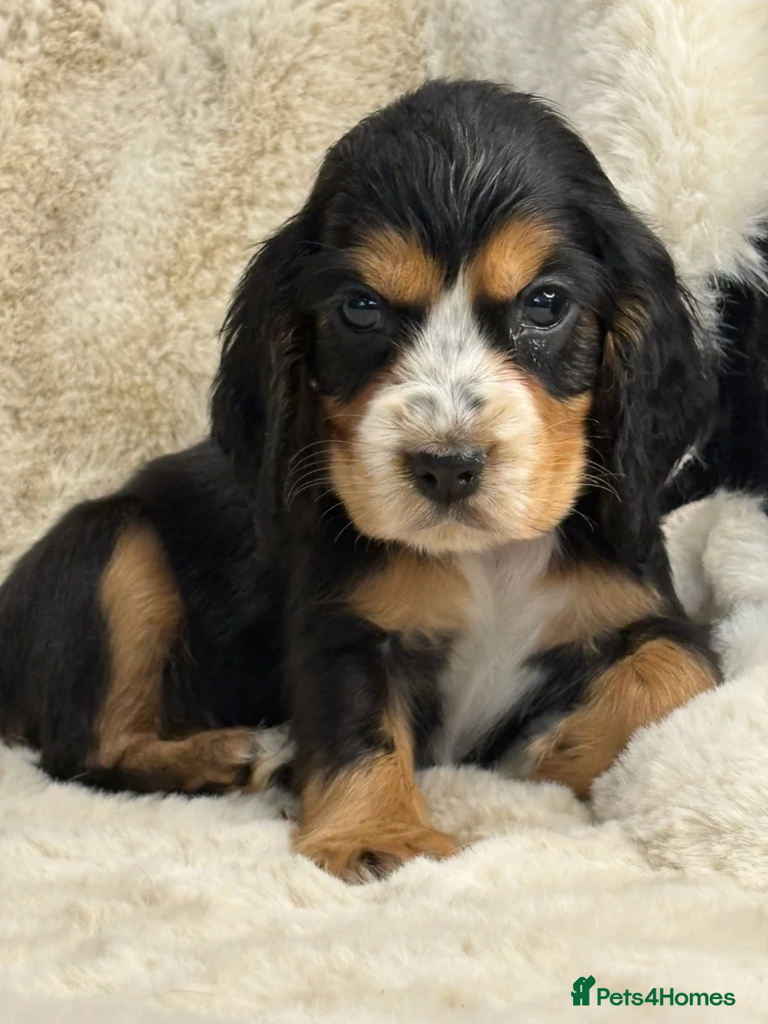 Cocker Spaniel dogs for sale: Top quality cocker spaniel pups  - Advert 19