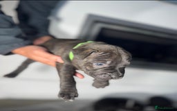 Staffordshire Bull Terrier dogs for sale: True Example Staffordshire bull Terrier Puppies KC - Image 19