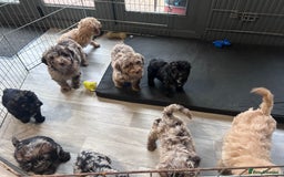 Cockapoo dogs for sale: Cockapoo puppies for sale  - Advert 4