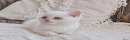 Persian cats for sale: Persian x bsh - Advert 13