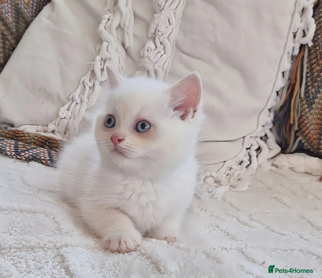Persian cats for sale: Persian x bsh - Advert 13