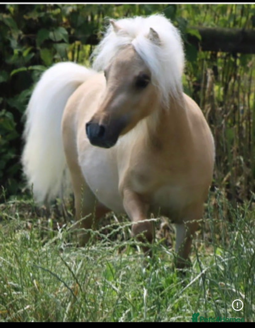 Shetland pony horses for sale: Beautiful miniture palomino pony - Advert 2