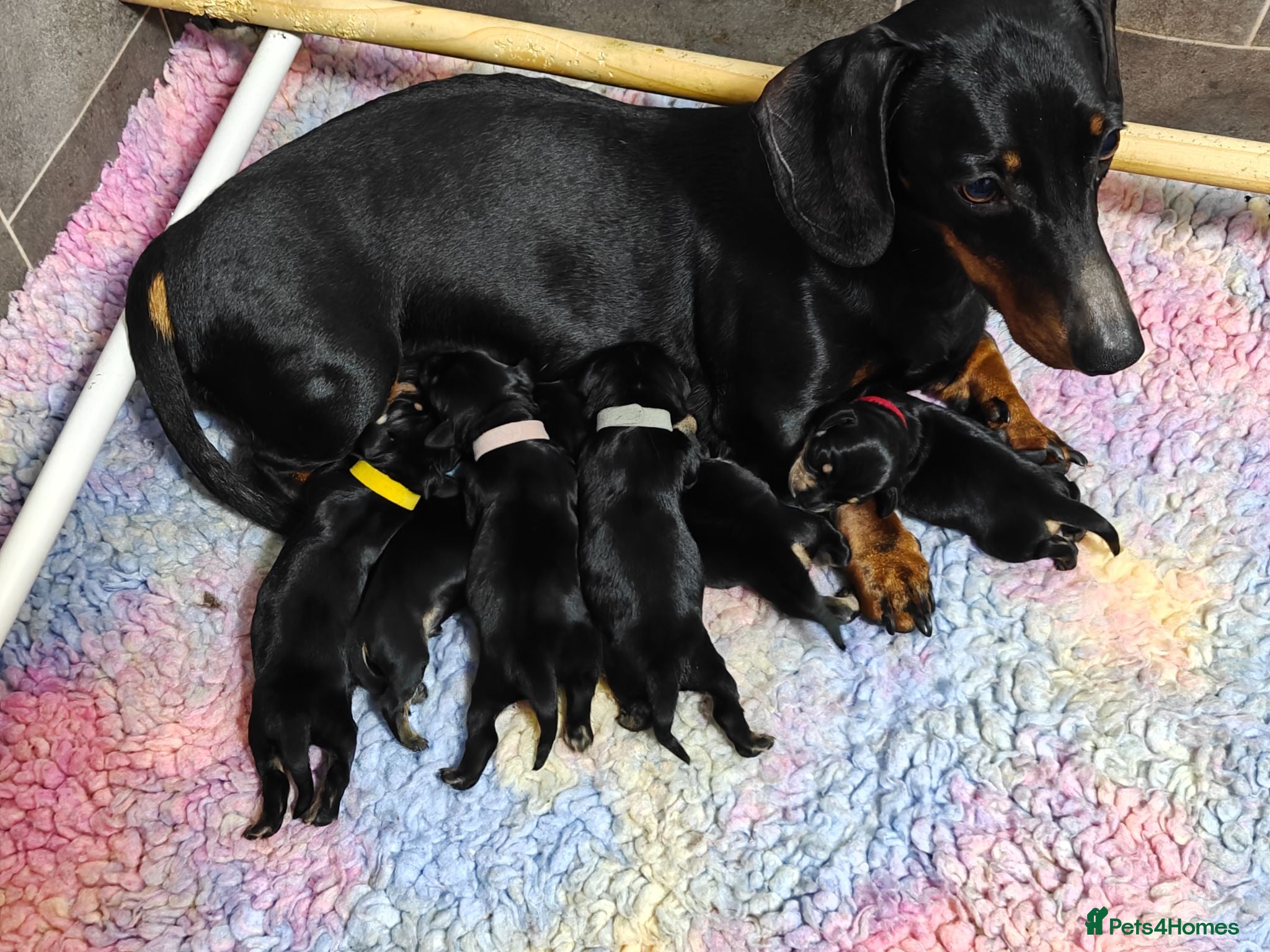 Mixed Breed dogs Adorable F1 Schnoxie puppies - Advert 1