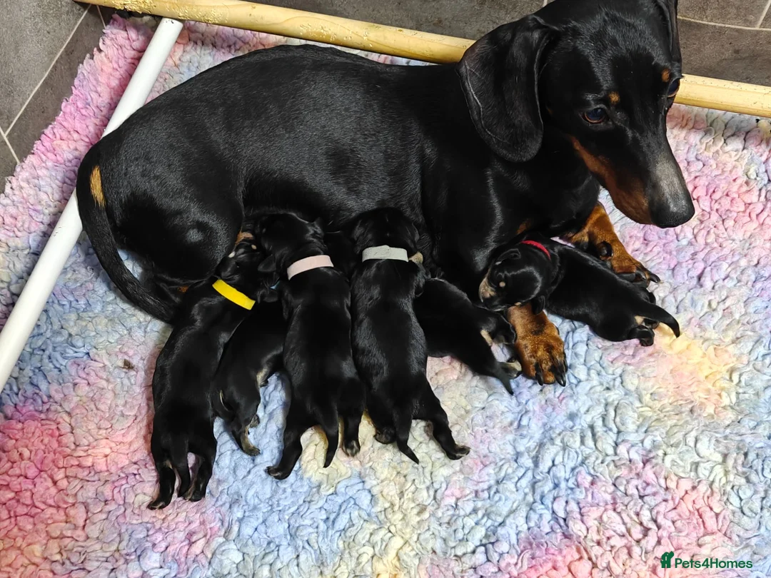 Mixed Breed dogs for sale: Adorable F1 Schnoxie puppies - Advert 1